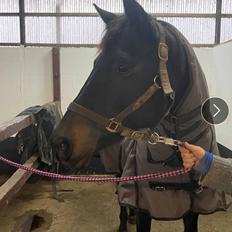 Trakehner Malucca Le R