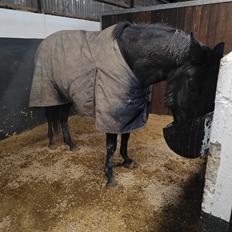 Trakehner Malucca Le R