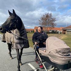 Trakehner Malucca Le R