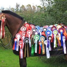 Anden særlig race LUCKY DESTINY