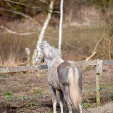 Welsh Mountain (sec A) Hulda mystic bella-rose