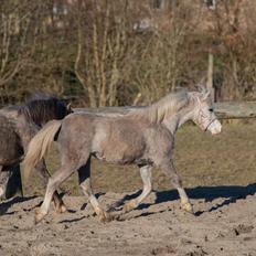Welsh Mountain (sec A) Hulda mystic bella-rose