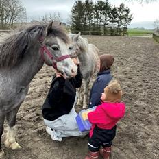 Welsh Mountain (sec A) Hulda mystic bella-rose