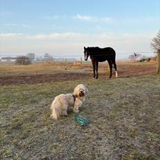 Dansk Varmblod Gørklintgårds Bikini