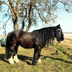 Irish Cob White Stripe HIMMELHEST