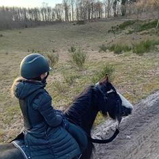 Irish Cob White Stripe HIMMELHEST
