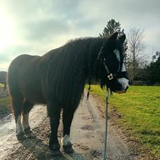 Irish Cob White Stripe HIMMELHEST