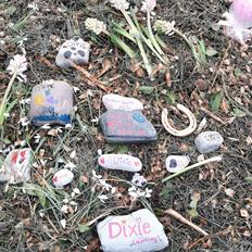 Pinto Dixie ( RIP d 23/2-24)