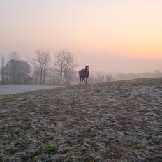 New Forest Flintdales Remember 