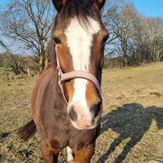 New Forest Flintdales Remember 
