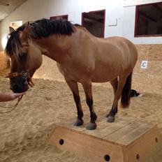 DSP Maude af Mølleagergaard