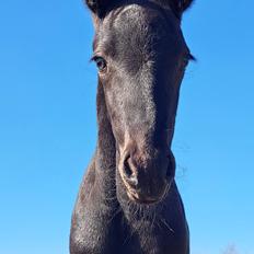 Anden særlig race Zigga