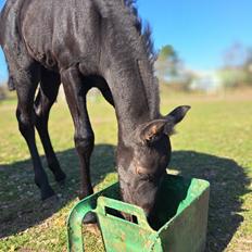 Anden særlig race Zigga