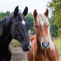 Anden særlig race Starlight (Part)