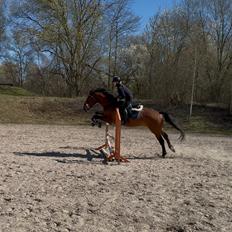 Irsk Sportshest The Red Fellow