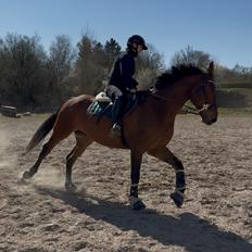 Irsk Sportshest The Red Fellow