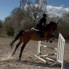 Irsk Sportshest The Red Fellow