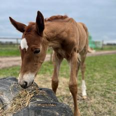 Dansk Varmblod Maserati