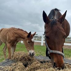 Dansk Varmblod Maserati