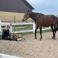 Dansk Varmblod Maserati