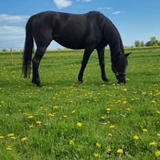 Traver Just Gardenia