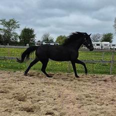 Traver Just Gardenia