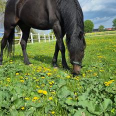 Traver Just Gardenia