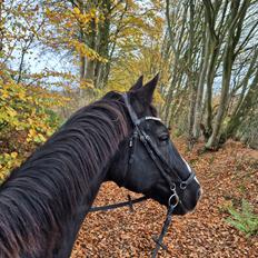 Dansk Varmblod Lero-Qvist