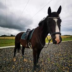 Dansk Varmblod Lero-Qvist