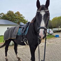 Dansk Varmblod Lero-Qvist