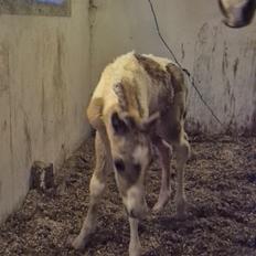 Welsh Partbred (Sec F) So Perfekt 