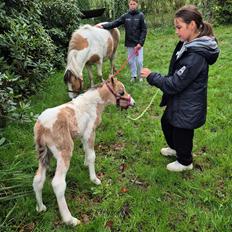 Welsh Partbred (Sec F) So Perfekt 