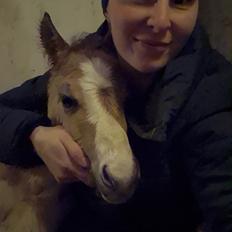 Welsh Partbred (Sec F) So Perfekt 