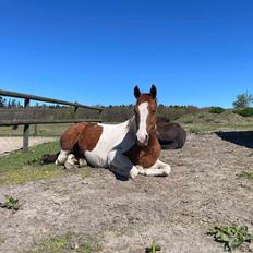 Anden særlig race Hope Silverstar