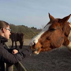 Anden særlig race Hope Silverstar