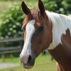 Anden særlig race Hope Silverstar