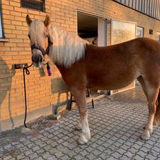 Haflinger Elbækgaards Nova Mio