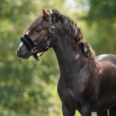 Welsh Mountain (sec A) Callunas Lucky Luke | Fighter | [Hjemvendt]