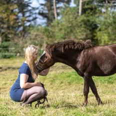 Welsh Mountain (sec A) Callunas Lucky Luke | Fighter | [Hjemvendt]