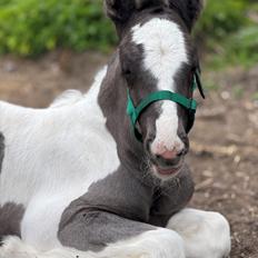 Tinker Lindebergs blooming dream