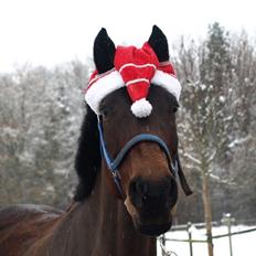 Dansk Varmblod Savah