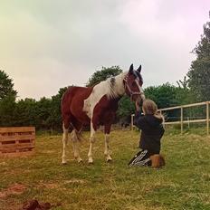 Anden særlig race TINO