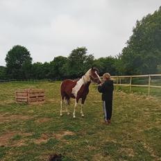 Anden særlig race TINO