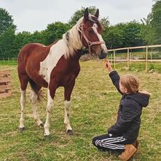 Anden særlig race TINO