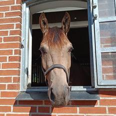 Palomino Moelleaaens Fürstengold