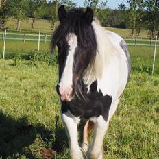 Irish Cob Stald Dalby's Miley Montana