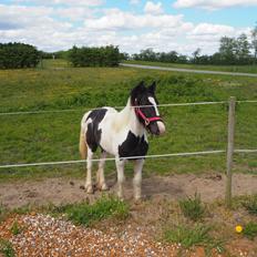 Irish Cob Stald Dalby's Miley Montana