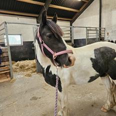 Irish Cob Stald Dalby's Miley Montana