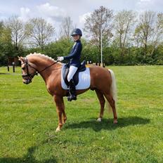 New Forest Calandias Dragonfly
