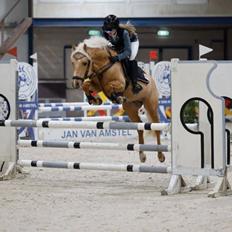 New Forest Calandias Dragonfly
